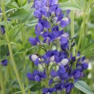 50 flower seeds Blue Wild Indigo Baptisia australis   #IEB56