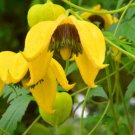 20 seeds yellow Clematis tangutica Old Mans Beard Russian Virgins Bower   #IEB56