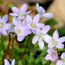 10 seeds white pink Claytonia virginica SpringBeauty Fairy Spud #IEB56