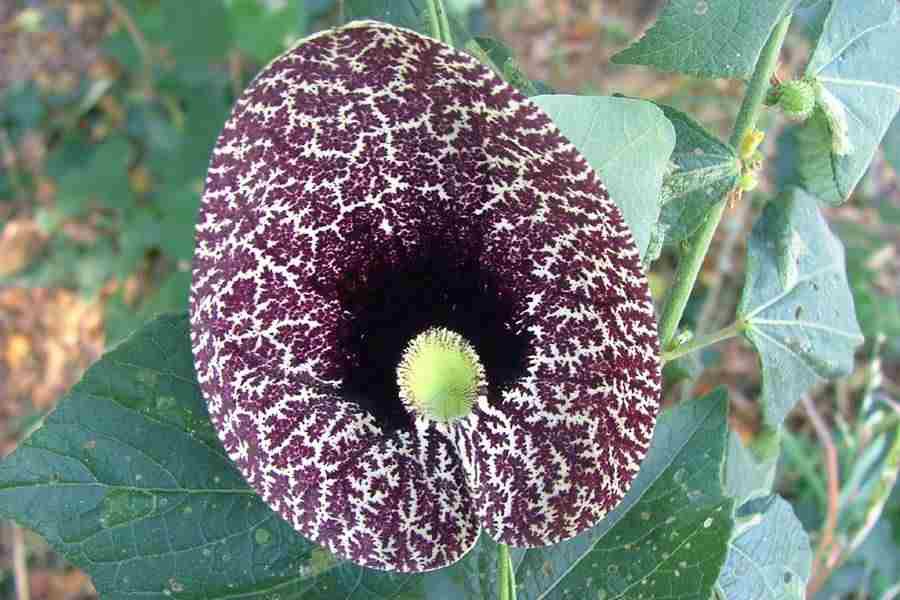 20 flower seeds Aristolochia elegans  Elegant Dutchmans Pipe Calico   #IEB56