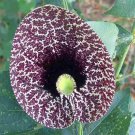 20 flower seeds Aristolochia elegans  Elegant Dutchmans Pipe Calico   #IEB56
