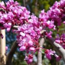 5 seeds Cercis canadensis   Eastern Redbud, fast growing  #IEB56