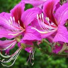 10 seeds Bauhinia purpurea Butterfly Orchid Tree Camels Foot #IEB56