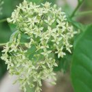20 seeds green Ptelea trifoliata Hoptree Stinking Ash   #IEB56