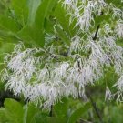 5 seeds white Chionanthus virginicus  Fringe Tree     #IEB56