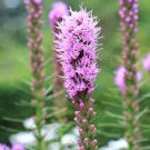 50 seeds purple Liatris spicata Gayfeather Marsh Blazing Star #IEB56
