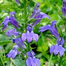 500 flower seeds blue Lobelia siphilitica, easy to grow     #IEB56