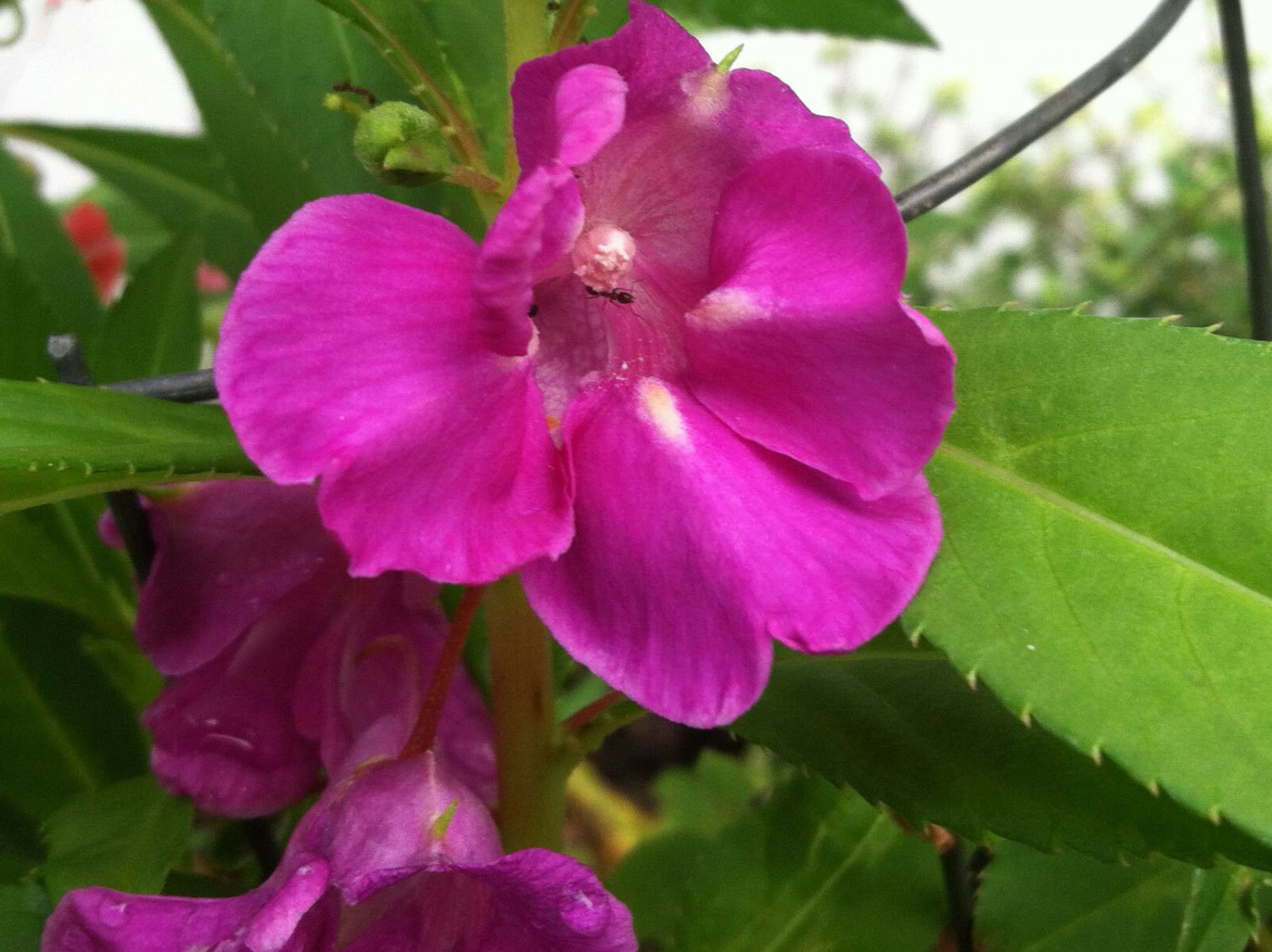 20 seeds Impatiens balsamina Rose Balsam Touch-Me-Not     #IEB56