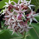 100 seeds Asclepias speciosa   Showy Milkweed Greek Milkweed     #IEB56