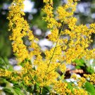10 flower seeds  Golden Raintree Koelreuteria paniculata    #IEB56