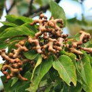 20 seeds Hovenia dulcis Japanese Raisin Tree, easy to grow      #IEB56