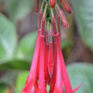 Flower seeds Fuchsia boliviana 100 seeds, fast growing   #IEB56