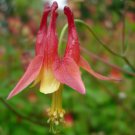 50 seeds red culumbinr Aquilegia canadensis    	  #IEB56