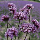 100 seeds purple Verbena bonariensis Purpletop Tall Vervain    #IEB56