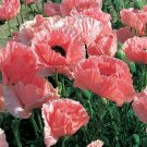 50 flower seeds Oriental Poppy Garden Glory Perennial Papaver Orientale #IEB62