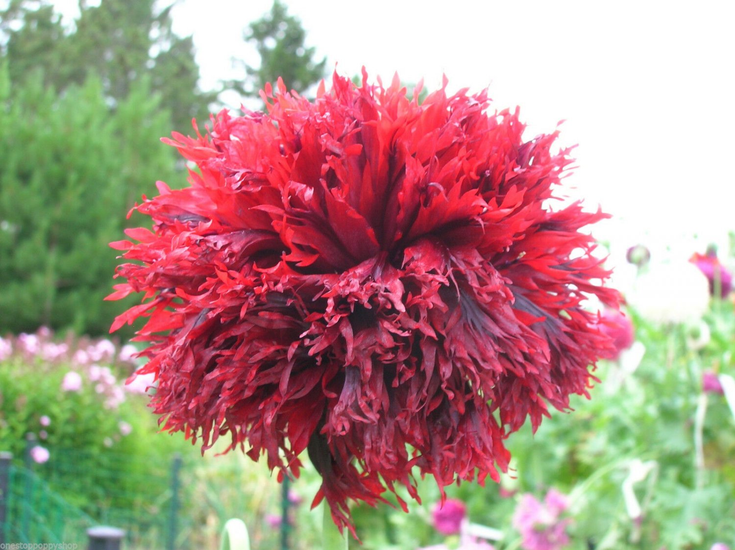50 flower seeds Taffeta Red Purple Poppies Papaver Laciniatum, easy to grow  #IEB62