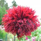 50 flower seeds Taffeta Red Purple Poppies Papaver Laciniatum, easy to grow  #IEB62