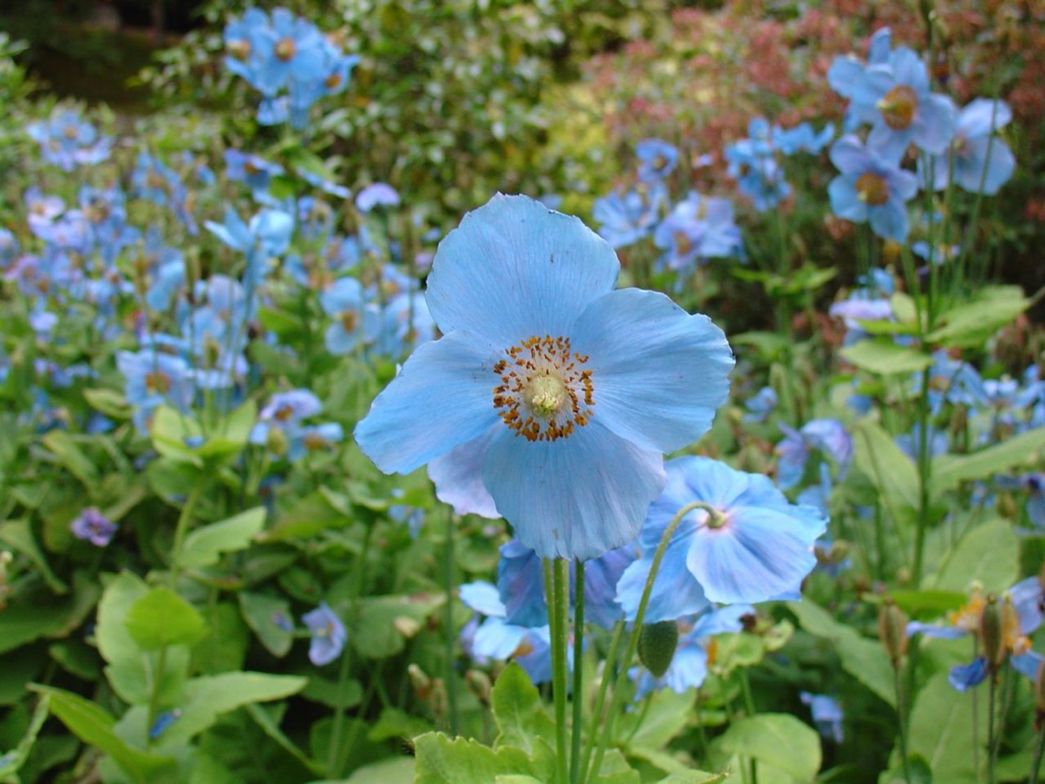 50 flower seeds  Himalayan Blue Poppies Meconopsis, easy to grow  #IEB62