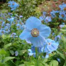 50 flower seeds  Himalayan Blue Poppies Meconopsis, easy to grow  #IEB62