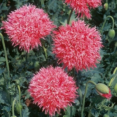200 Flower Seeds Venus Double Frilly Poppies Papaver Laciniatum, easy to grow   #IEB62