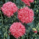 200 Flower Seeds Venus Double Frilly Poppies Papaver Laciniatum, easy to grow   #IEB62