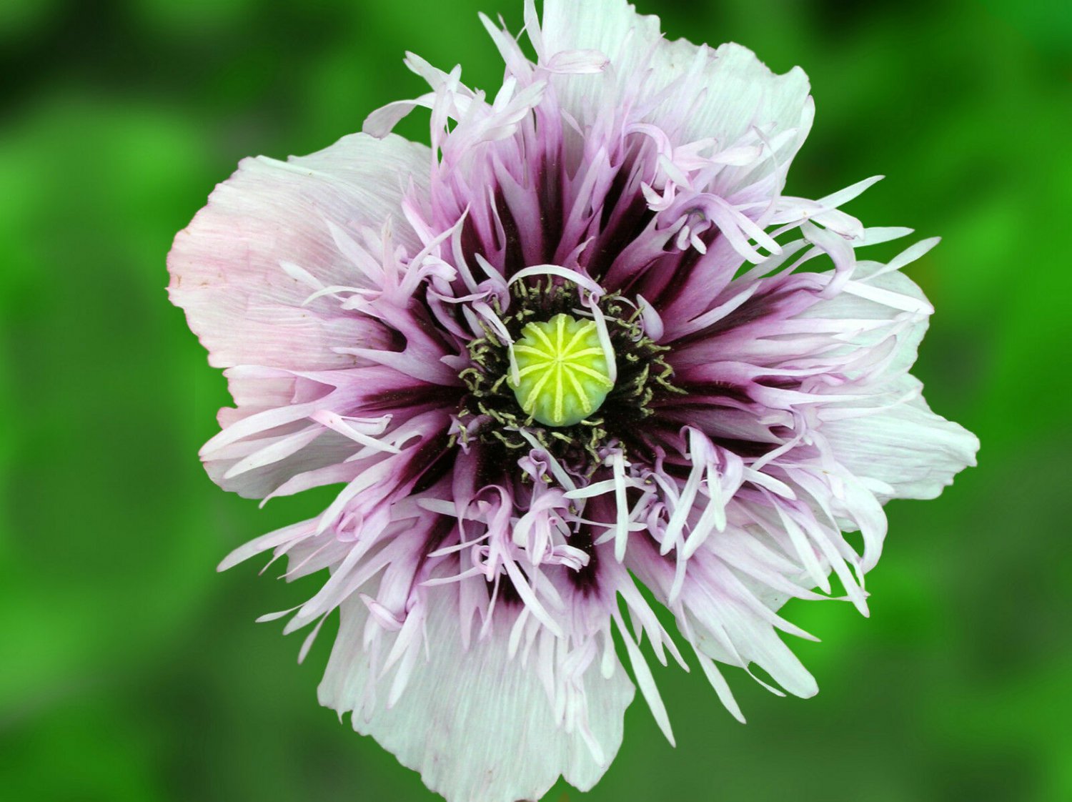 100 Flower Seeds Poppy Lavender Semi Double, easy to grow IEB62