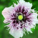 100 Flower Seeds Poppy Lavender Semi Double, easy to grow  #IEB62