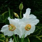 20 Flower Seeds White Poppies Meconopsis Betonicifolia Alba Perennial #IEB62