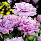 50 Flower Seeds Lavender Peony Poppies, great for your garden    #IEB62