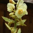 50 Poppy Flower Seeds  Satin Mix color Meconopsis napaulensis   #IEB62