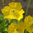100 flower seeds  Yellow Meconopsis Cambrica Welsh Poppy  #IEB62