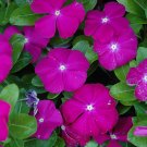 Flower seeds  Orchid Vinca Periwinkle, 40 seeds #IEB64