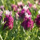 30 Flower Seeds  Red Lavender Perennial, easy to grow   #IEB64