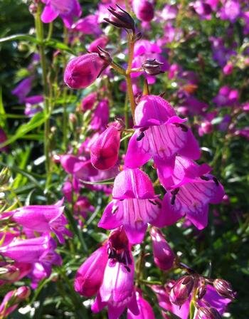 30 flower seeds  Mexicali Sunburst Penstemon red color, easy to grow #IEB64