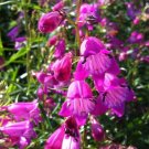 30 flower seeds  Mexicali Sunburst Penstemon red color, easy to grow #IEB64