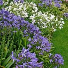 25 flower seeds  Lily of the Nile Agapanthus Mix color, easy to grow #RBSE64