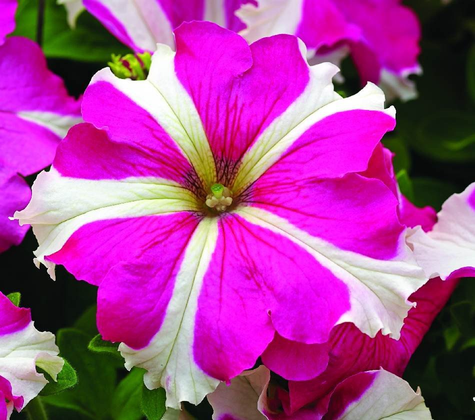 Petunia Star Rose 30 flower seeds, easy to grow    #RBSE64