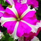 Petunia Star Rose 30 flower seeds, easy to grow    #RBSE64