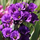 20 flower seeds Blue Lisianthus, fast growing #RBSE64