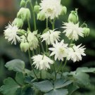 25 flower seeds  Lime Sorbet Aquilegia, easy to grow    #RBSE64
