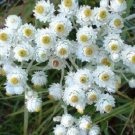 100 flower seeds White Silvery Anaphalis Perennial, easy to grow  #RBSE64