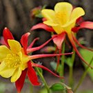 30 flowe seeds  Tequila Sunrise Aquilegia , easy to grow #RBSE64
