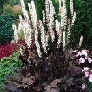 25 flower seeds Cimicifuga Fairy Candles, easy to grow    #RBSE64