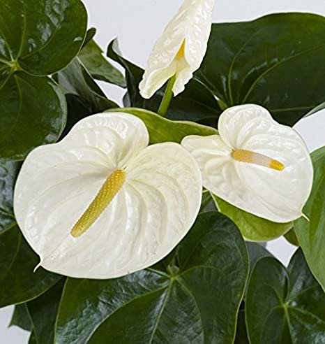 15 flower  White Anthurium, easy to grow  #RBSE64