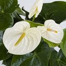 15 flower  White Anthurium, easy to grow  #RBSE64