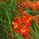 25 flower seed  Orange Crocosmia, easy to grow      #RBSE64