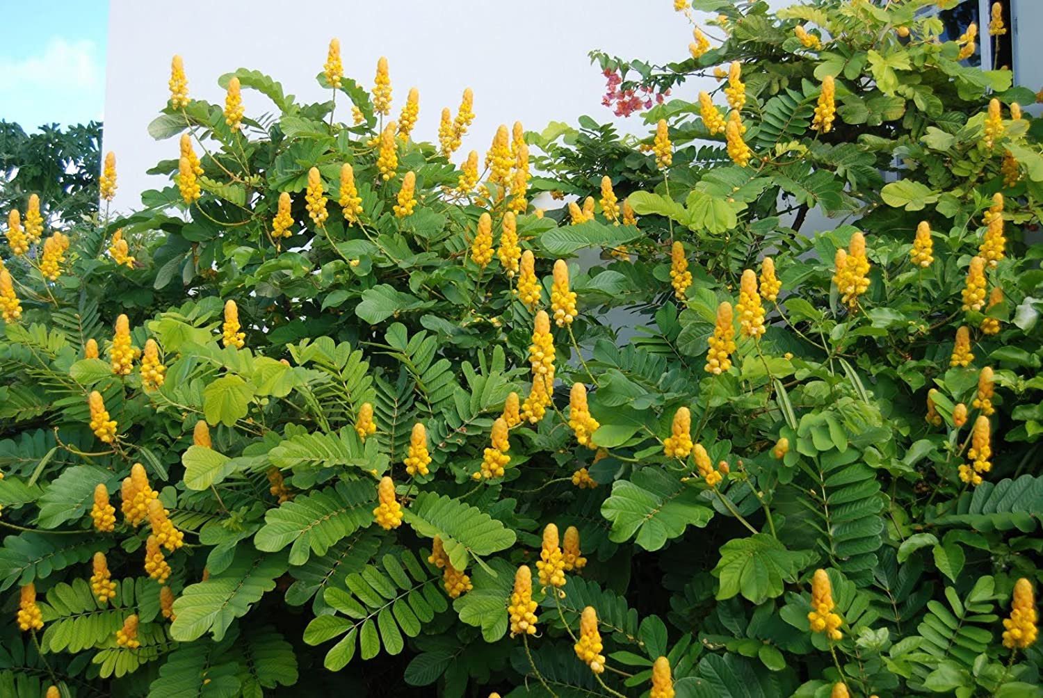 25 Flower Seeds yellow Cassia Candlestick Bush, easy to grow    #RBSE64