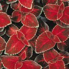 50 flower seeds red Coleus Wizard Velvet    #RBSE64