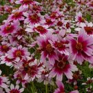 50  Flower Seeds pink Coreopsis  American Dream Reseeding Long Lasting Annual #RBSE64