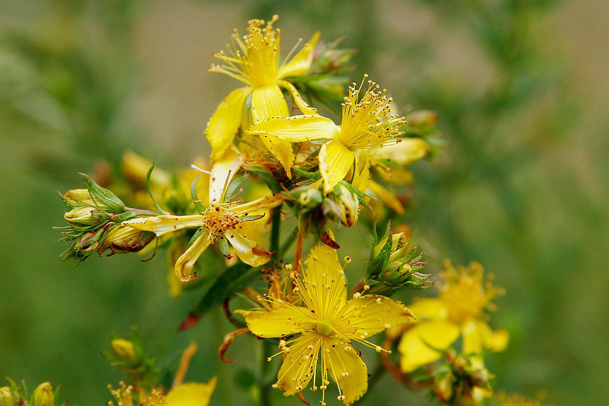 100 Flower Seeds Chamomile  St. John's Wort, easy to grow   #RBSE64